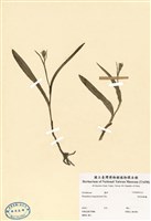 藏品(狗筋蔓)的圖片